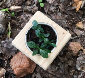 Набор для выращивания «Экокуб», гардения жасминовидная фото 